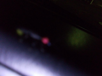 ホタル。
