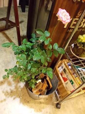 一難さって・・・・・。。。