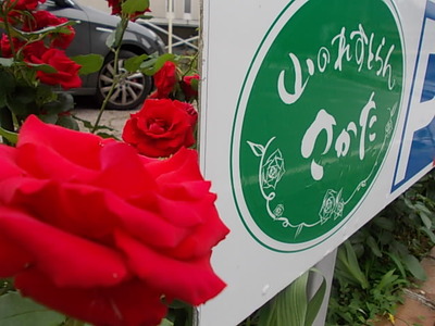 薔薇のコラボ・・???