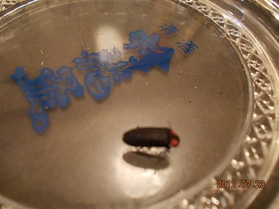 にくいヤツ☆