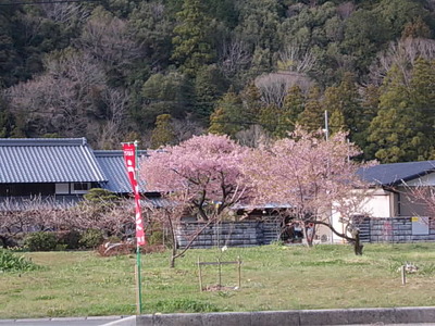 桃の花