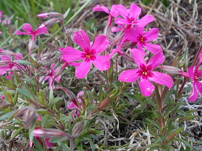 芝桜・・。
