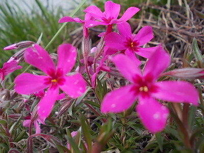 花盛り☆