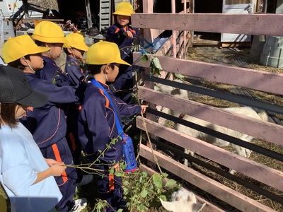 荷互奈とヤギの見学をしたよ 荷互奈とヤギの見学をしたよ