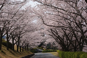 桜の並木道