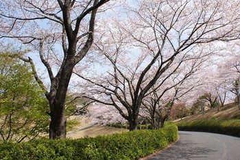 桜の並木道