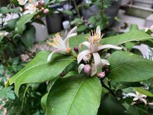 レモンの花 レモンの花