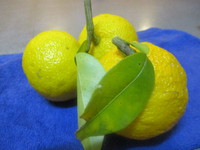 柚子大根。。 2016/12/05 11:24:11