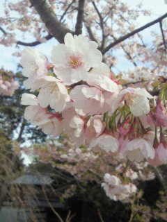 春をお届け~Part2~♪