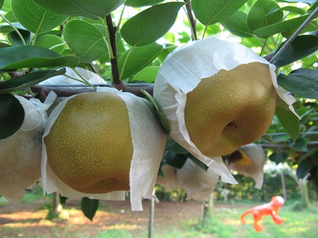 梨　収穫間近