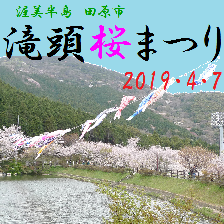 4月7日(日)桜まつりは見頃のようです。 4月7日(日)桜まつりは見頃のようです。