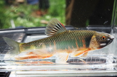 遺伝子から見る脂肪と炭水化物 遺伝子から見る脂肪と炭水化物