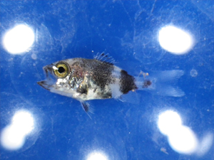 ノドグロの稚魚生産に成功