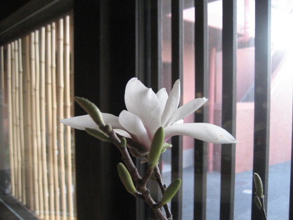 木蓮咲きました