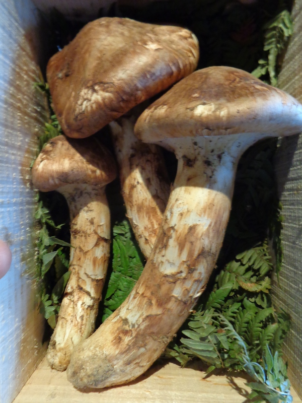 長野のすばらしい松茸入荷してます 長野のすばらしい松茸入荷してます