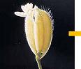 8月15日龍の瞳の花が咲きました。