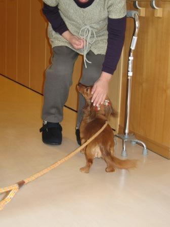 癒し犬