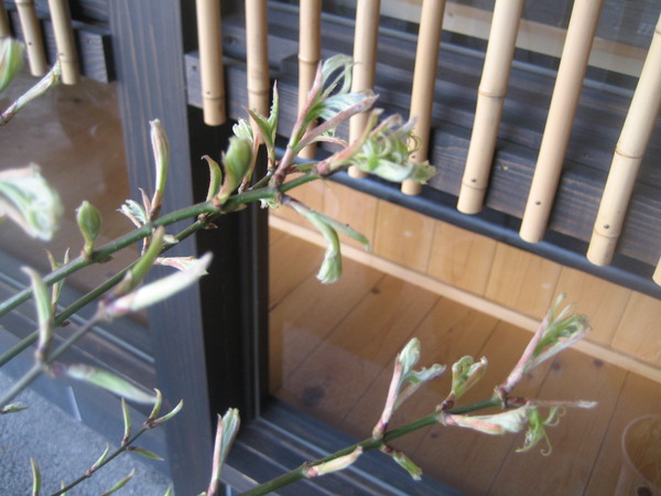琴の糸 新芽