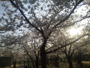 桜