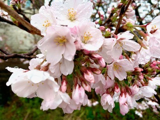 雨にけむる桜・・