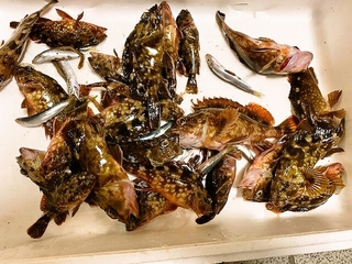 義弟の釣果 義弟の釣果
