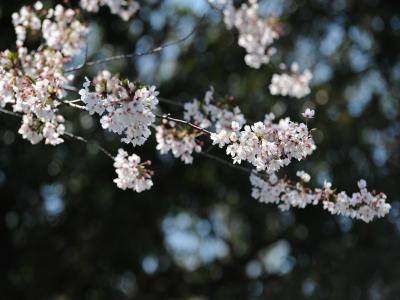 豊橋向山大池公園の桜
