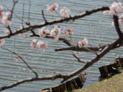 豊橋向山大池公園の桜