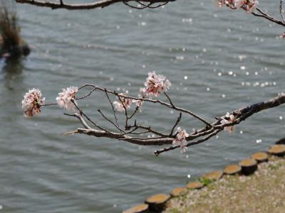豊橋向山大池公園の桜