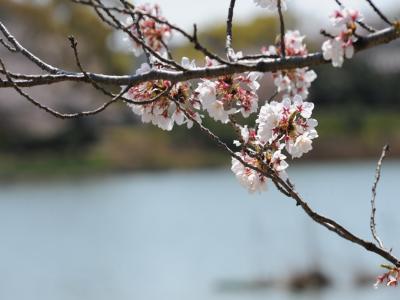 豊橋向山大池公園の桜