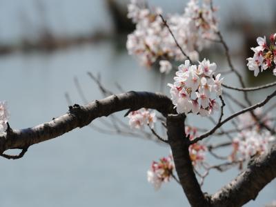 豊橋向山大池公園の桜