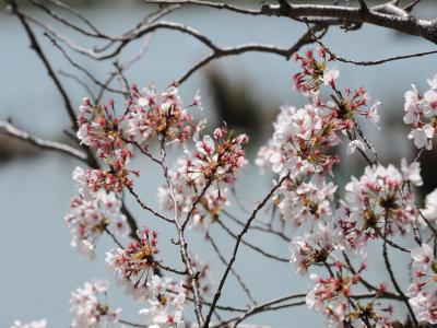 豊橋向山大池公園の桜
