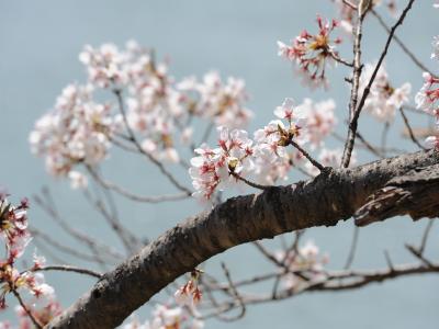 豊橋向山大池公園の桜