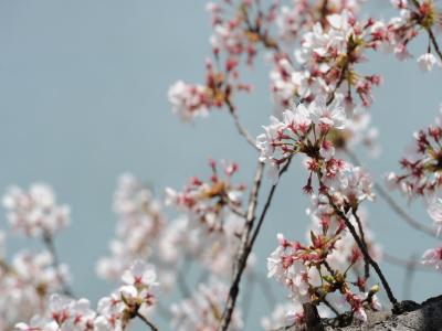 豊橋向山大池公園の桜