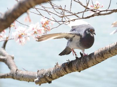 豊橋向山大池公園の桜