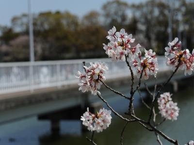 豊橋向山大池公園の桜