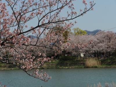 豊橋向山大池公園の桜