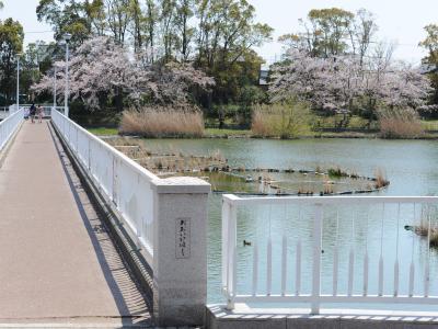 豊橋向山大池公園の桜