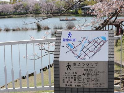 豊橋向山大池公園の桜