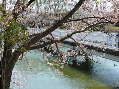 豊橋向山大池公園の桜