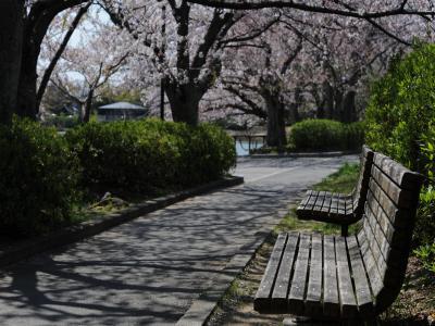 豊橋向山大池公園の桜