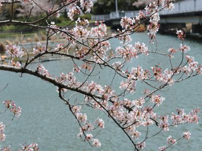 豊橋向山大池公園の桜