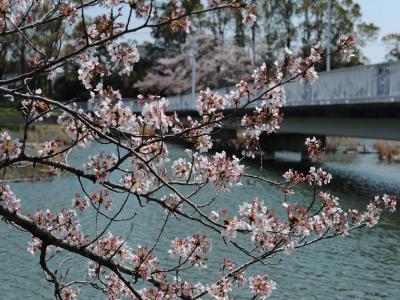 豊橋向山大池公園の桜
