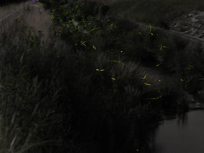 福江の免々田川へ行って参りました。
