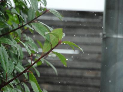 雨