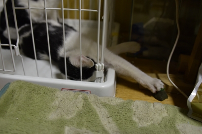 びりちゃん びりちゃん