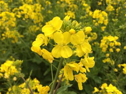 菜の花畑