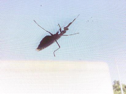 カマキリ