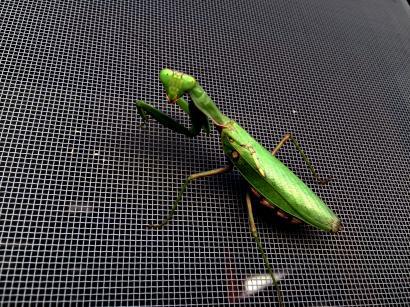 カマキリ