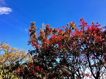紅葉