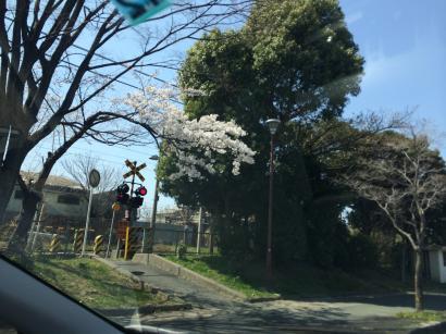 サクラが旬ですね